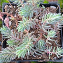 Tight & Tidy™ Sedum 'Blue Angelina' [large]
