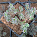 Tight & Tidy™ Sedum 'Pink Angelina'