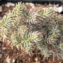 Tight & Tidy™ Sedum 'Pink Angelina' [large]