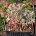Tight & Tidy™ Sedum 'Pink Angelina' [large]