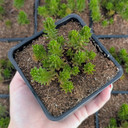 Tight & Tidy™ Sedum 'Green Angelina'