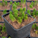 Tight & Tidy™ Sedum 'Green Angelina'
