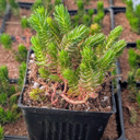 Tight & Tidy™ Sedum 'Green Angelina' [large]