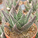 Gasteraloe 'Royal Highness'
