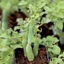 Senecio articulatus (now Baculellum articulatum) - Candle Plant