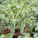 Senecio articulatus (now Baculellum articulatum) - Candle Plant - February