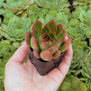 Echeveria agavoides 'Red Edge'