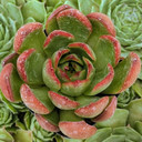 Echeveria agavoides 'Red Edge'