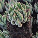 Haworthia 'Super Fasciata'