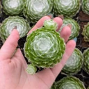 Sempervivum 'Respected'