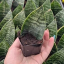 Sansevieria trifasciata 'Green Hahnii'