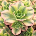 Aeonium 'Floresens'