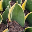 Sansevieria trifasciata 'Jade Pagoda'