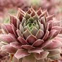 Sempervivum 'Gwen's Rose'