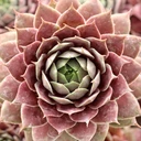 Sempervivum 'Gwen's Rose'