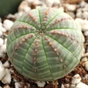 Euphorbia obesa - Baseball Plant [small]