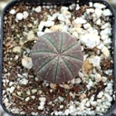 1 of 6007 Euphorbia obesa - Baseball Plant [small]