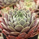 Sempervivum 'Slate'