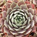 Sempervivum 'Slate'