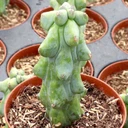 Myrtillocactus geometrizans 'Fukurokuryuzinboku' - Boobie Cactus