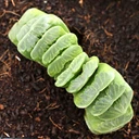 Haworthia truncata 'Jolly Green Giant' [limited]