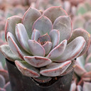 Echeveria 'Poetic'