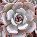 Echeveria 'Poetic'