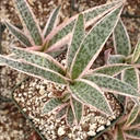 Ledebouria socialis - Variegated Pink Squill [large]