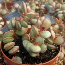 Adromischus subdistichus