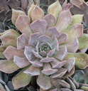 Echeveria 'Rob Roy'
