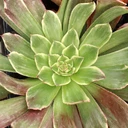 Aeonium 'God of Fire' [large]