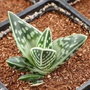 Aloe 'Tiger Aloe' [large]