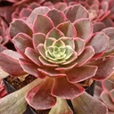 Aeonium 'Graduation'