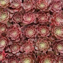 Aeonium 'Graduation'