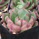 Echeveria 'Joan Daniel'