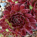 Sempervivum 'Gloriosum' (Outdoors) - May