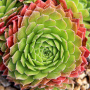 Sempervivum 'Gloriosum' (Outdoors) - August