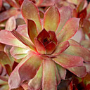 Chick Charms® Copper Canyon™ - March
