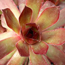 Chick Charms® Copper Canyon™ - March