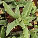 Faucaria longidens