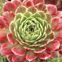 Sempervivum 'Brilliante'