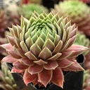 Sempervivum 'Fantasia'