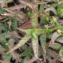 Aloe ‘Tropical’