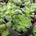 Sedum hybridum 'Immergrünchen' [large]