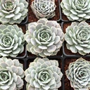 Echeveria 'Derenceana' [large]