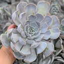 Echeveria 'Lilac Pearl'