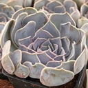 Echeveria 'Lilac Pearl' [large]
