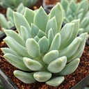 Pachyveria 'Rough' [large]