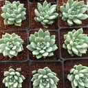 Pachyveria 'Rough' [large]