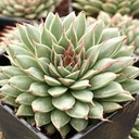 Graptoveria 'Silver Star' [large]